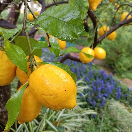 Olive Lemon Biophilic House & Lush Forest Garden Vamos Bagian luar foto