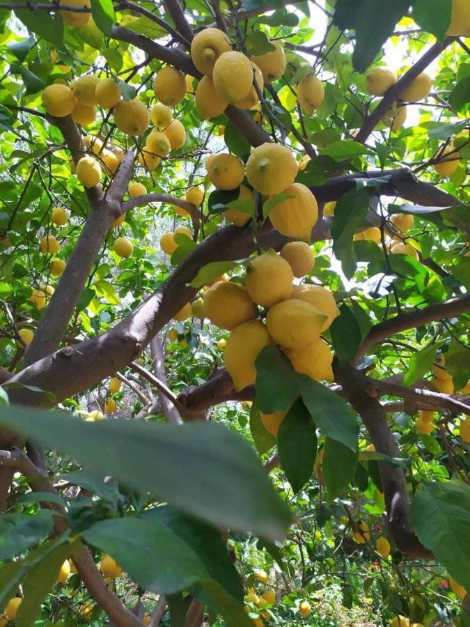 Olive Lemon Biophilic House & Lush Forest Garden Vamos Bagian luar foto