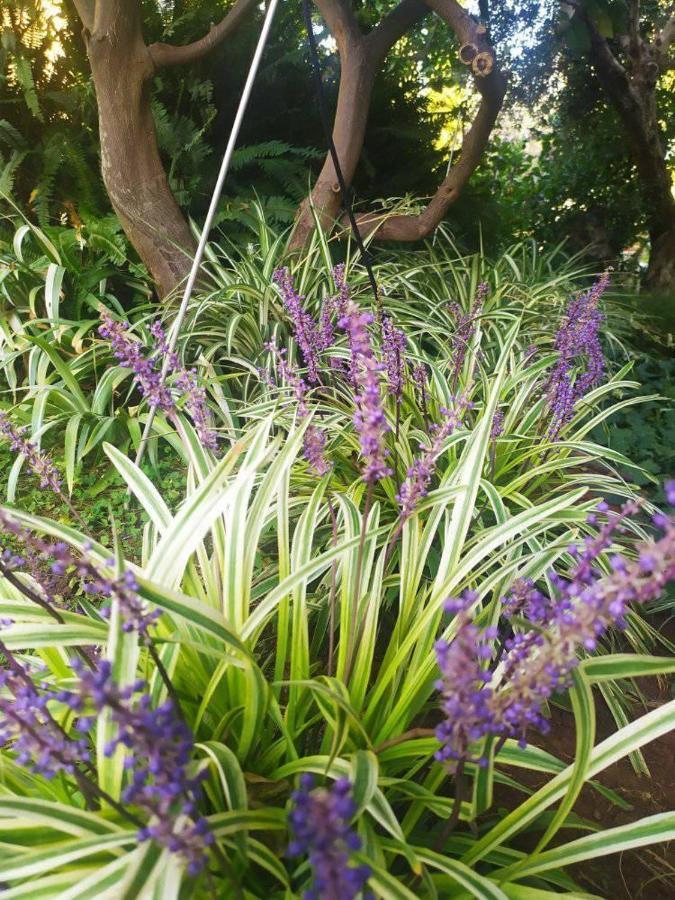 Olive Lemon Biophilic House & Lush Forest Garden Vamos Bagian luar foto