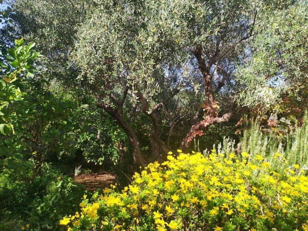 Olive Lemon Biophilic House & Lush Forest Garden Vamos Bagian luar foto