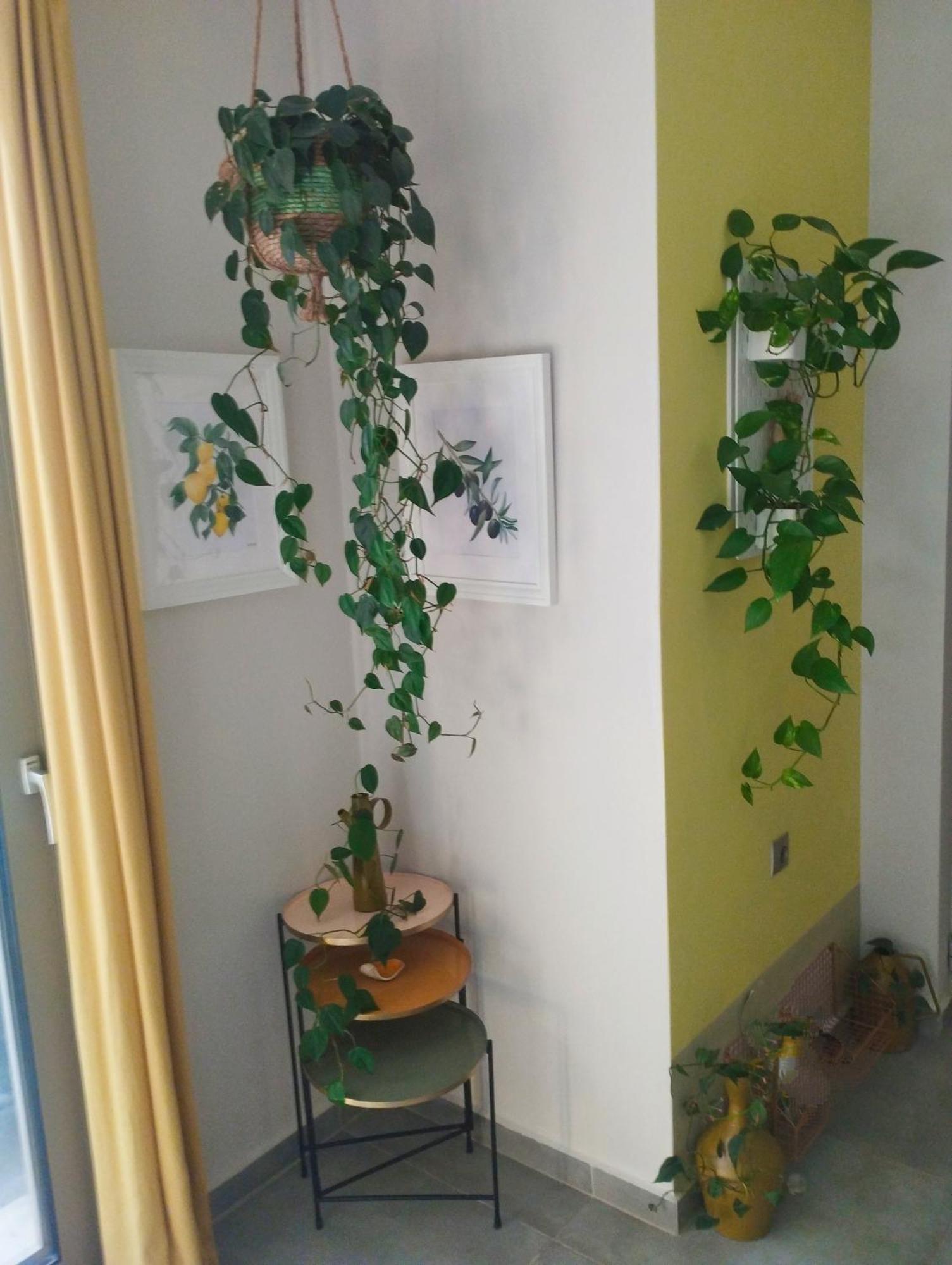 Olive Lemon Biophilic House & Lush Forest Garden Vamos Bagian luar foto