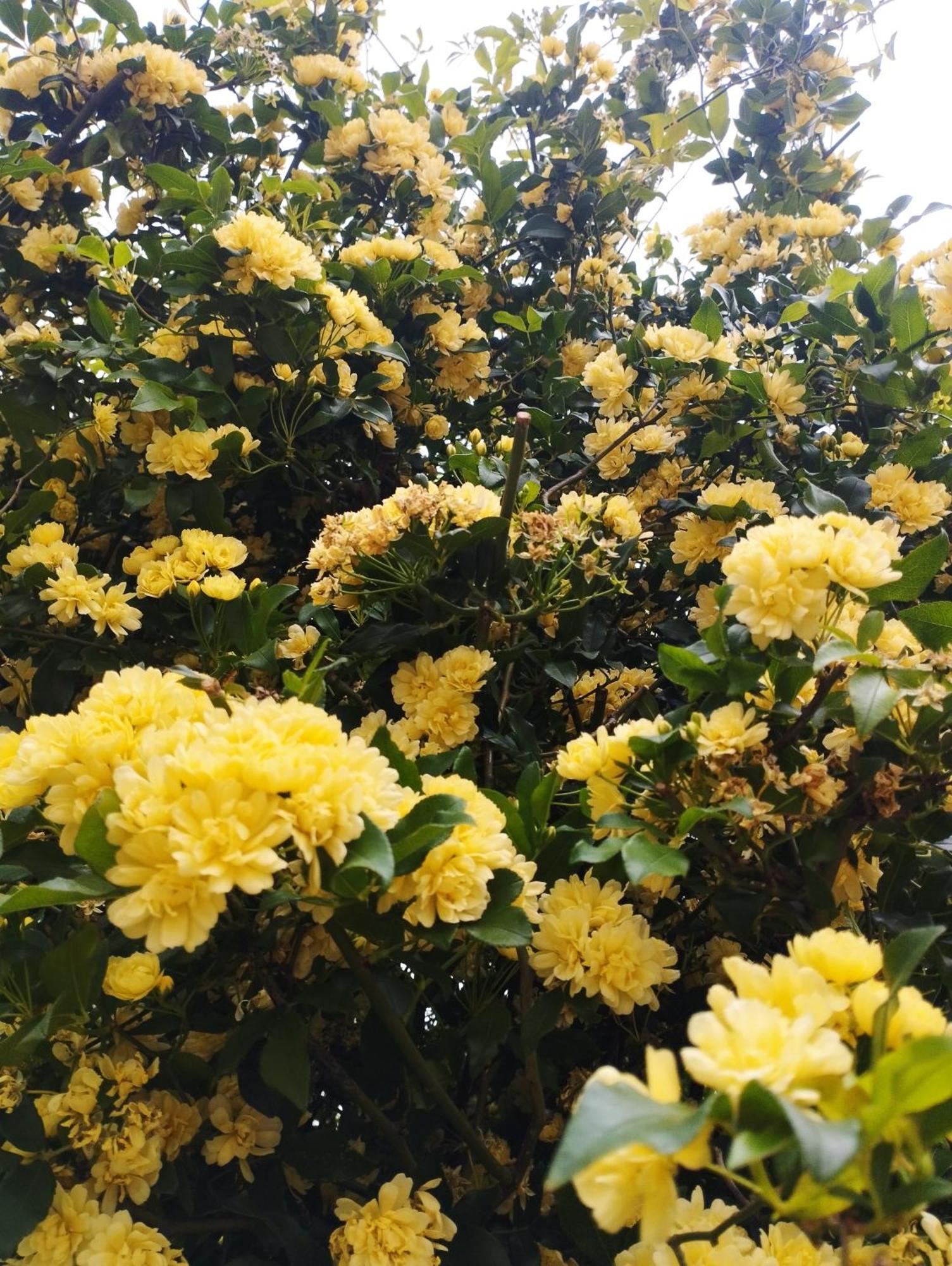 Olive Lemon Biophilic House & Lush Forest Garden Vamos Bagian luar foto