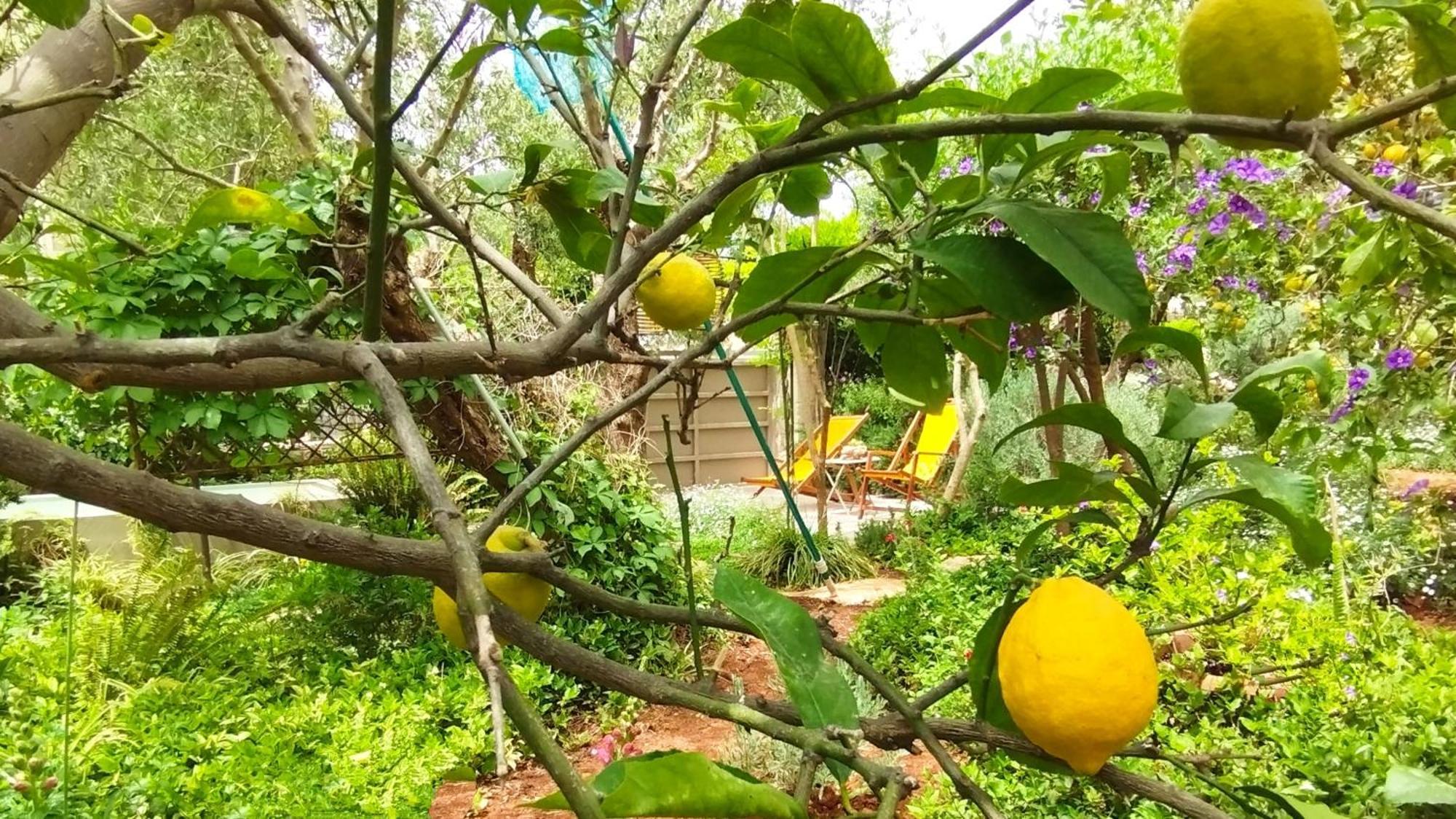 Olive Lemon Biophilic House & Lush Forest Garden Vamos Ruang foto