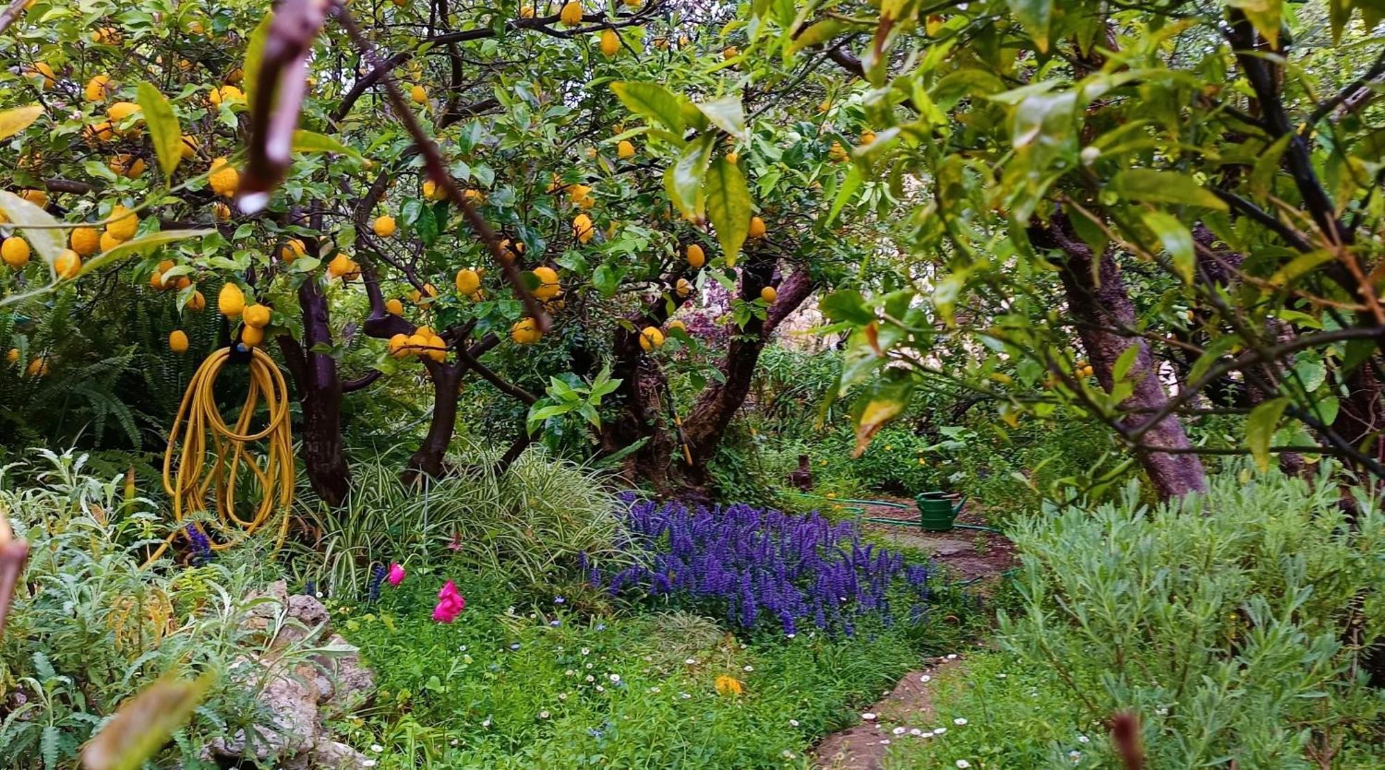 Olive Lemon Biophilic House & Lush Forest Garden Vamos Bagian luar foto