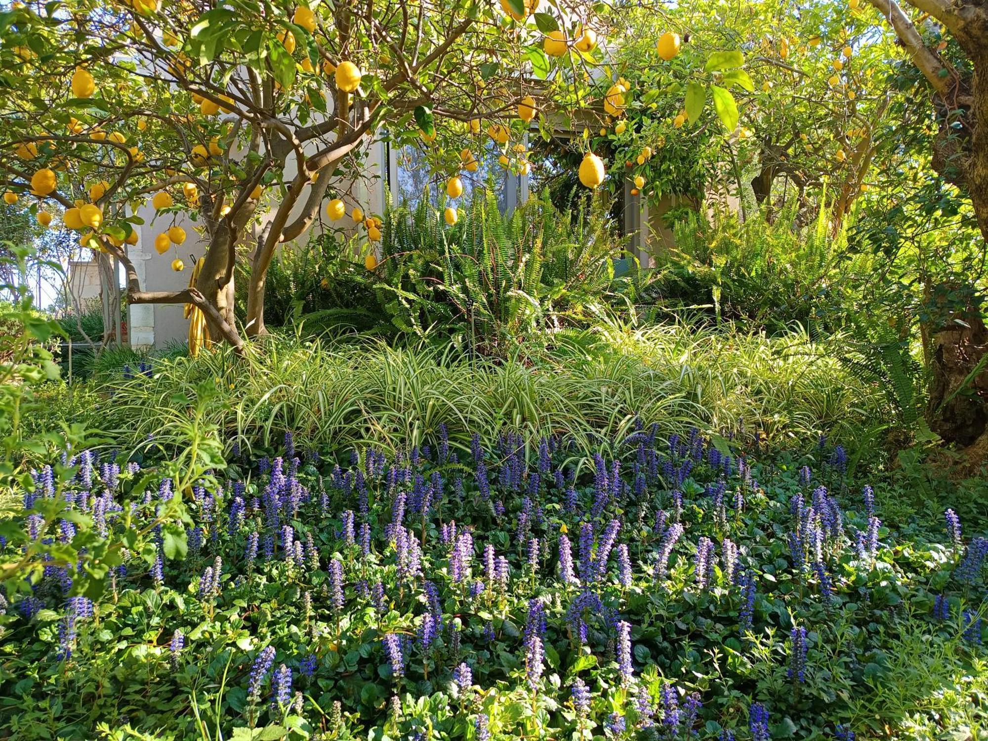 Olive Lemon Biophilic House & Lush Forest Garden Vamos Bagian luar foto